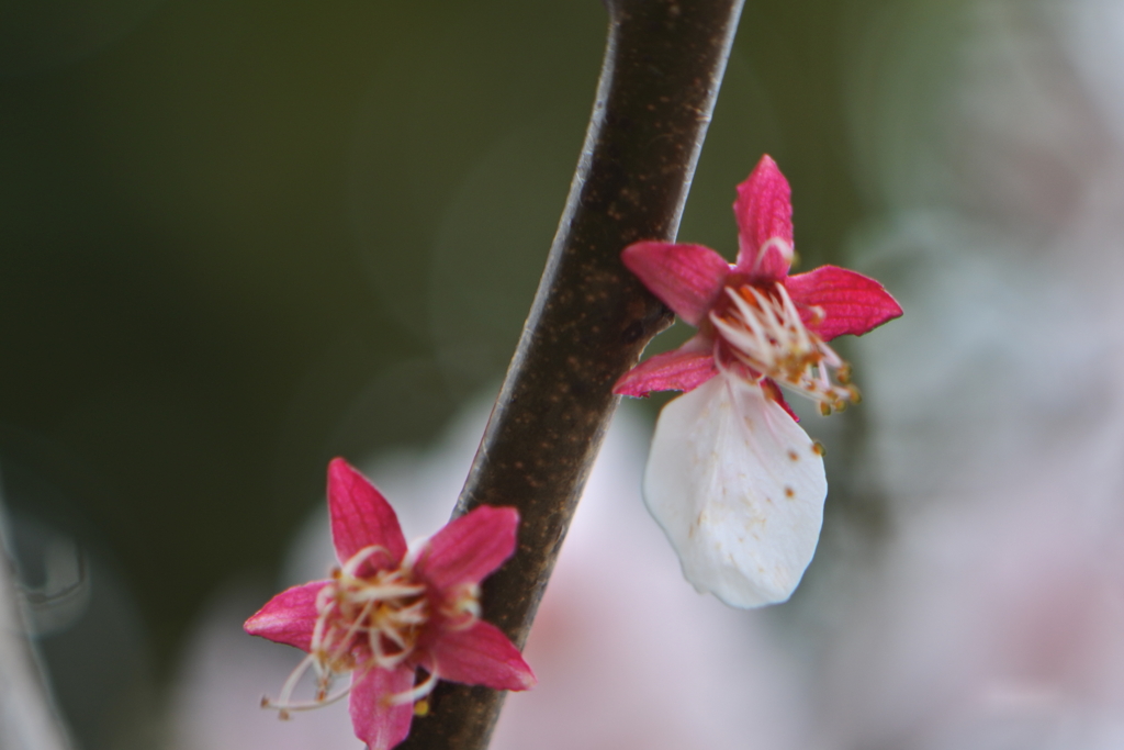 散り行く梅の花