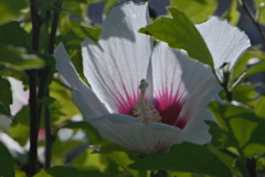 木槿