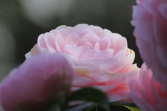 華やかな時季