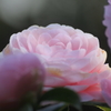華やかな時季