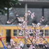 十月桜の向こうに