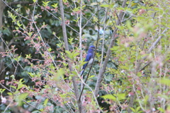 青い鳥と出会う