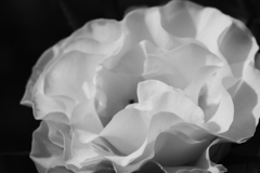 柔らかい花びら