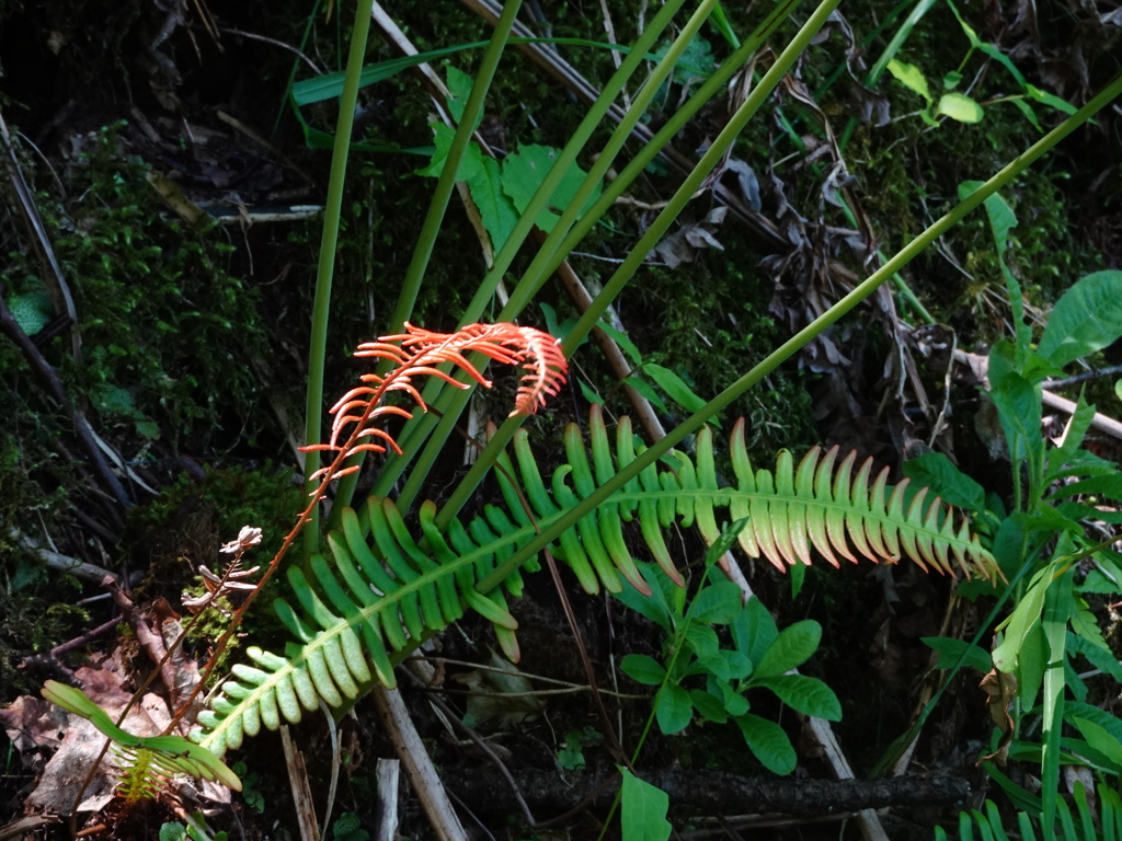 若いシダ