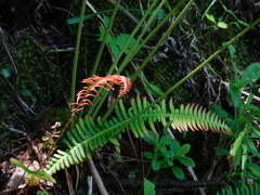 若いシダ