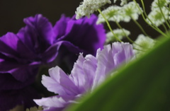 カーネーション～花束