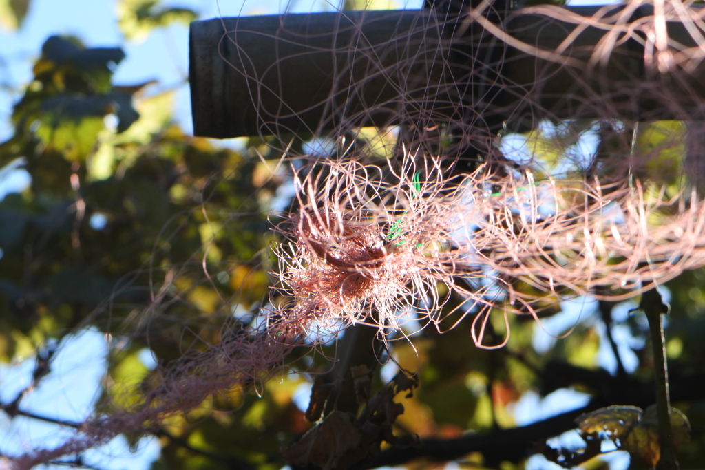 ぶどう棚のネット