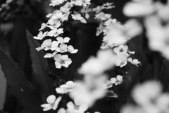 雪柳