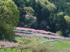 桃源郷をご一緒に　新緑の中のピンク