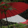 上野東照宮　ぼたん苑和傘のある風景