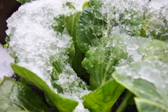 雪の朝