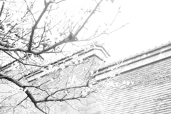 湯島聖堂　梅の木