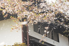 長屋門と桜吹雪