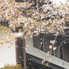 長屋門と桜吹雪