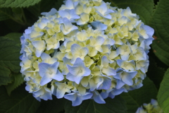 色付く紫陽花