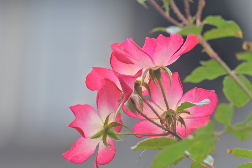 秋風に想いを乗せて