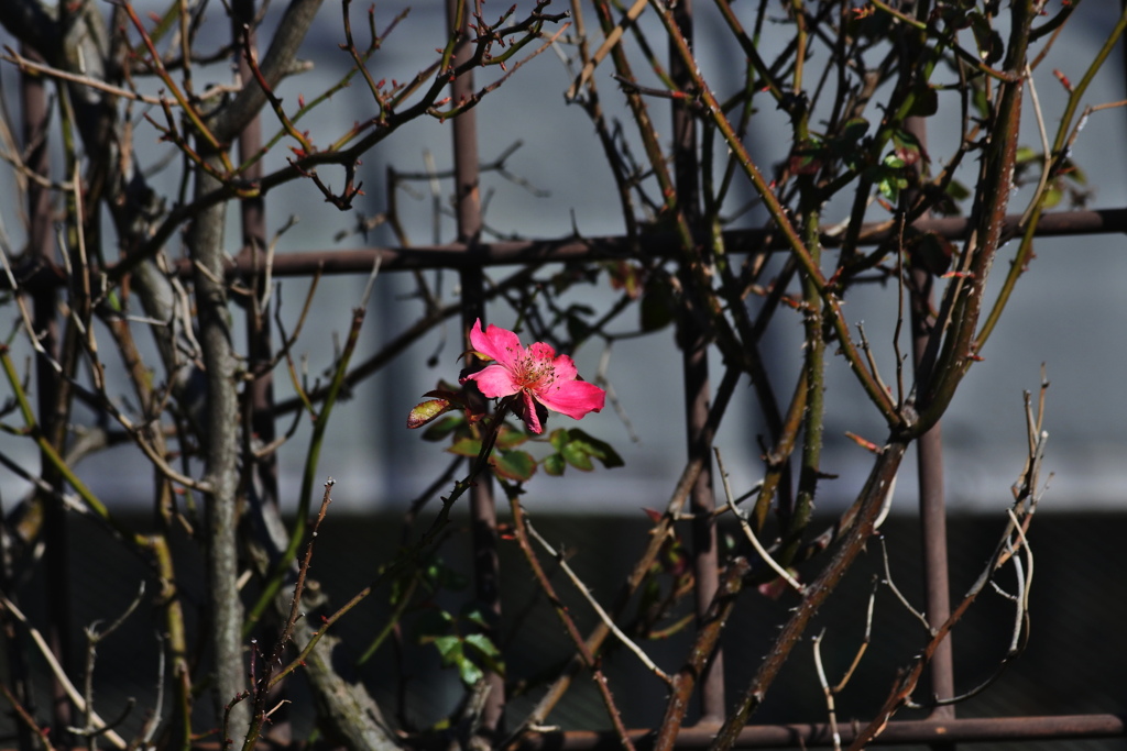 薔薇一輪
