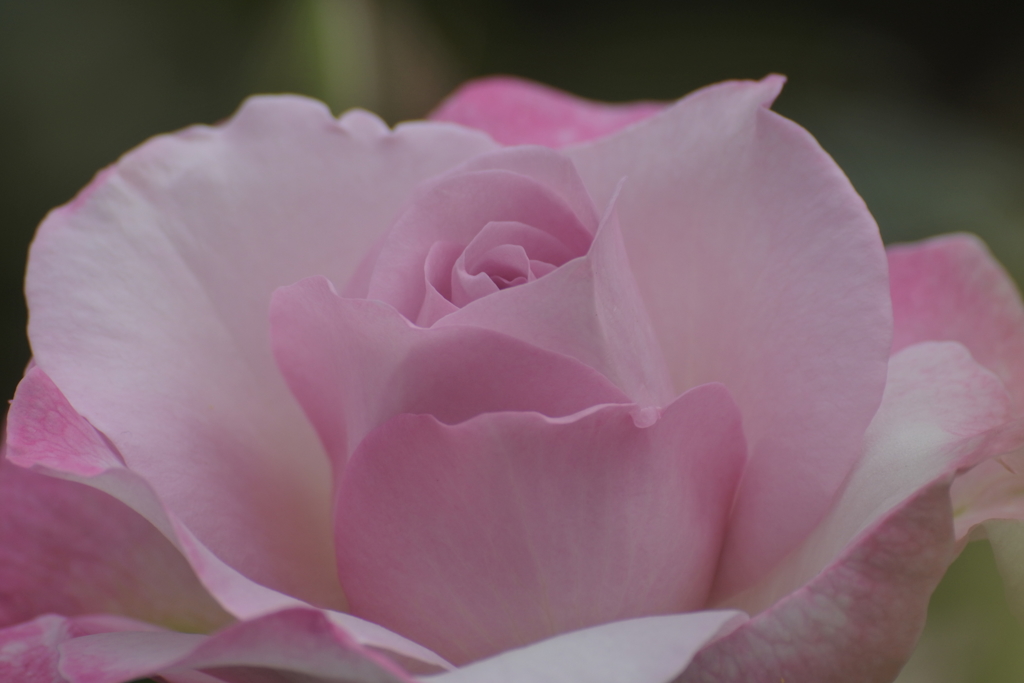 薔薇の名前～ライラック・ビューティー