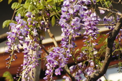 藤の花の咲く寺の窓