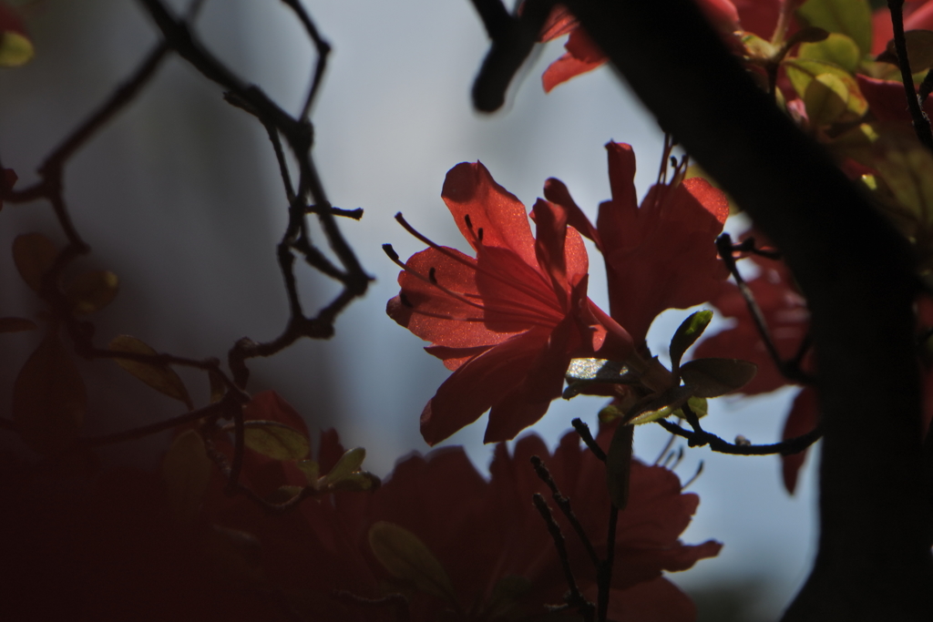 毎年撮るつつじ１