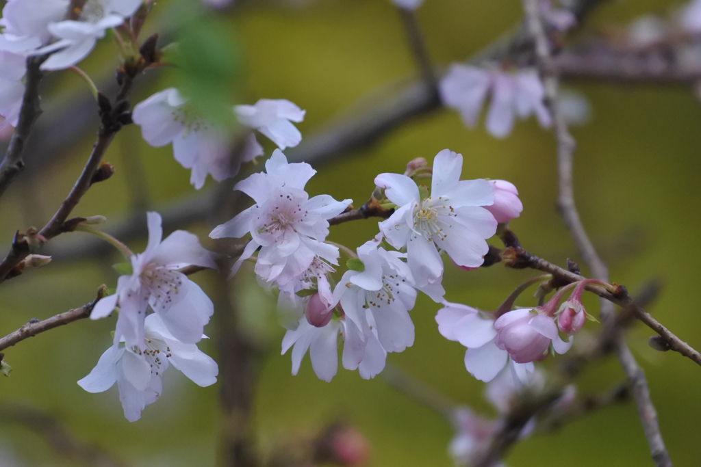 秋に咲く桜