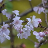 秋に咲く桜