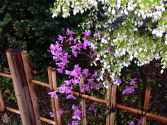 雨に濡れる花