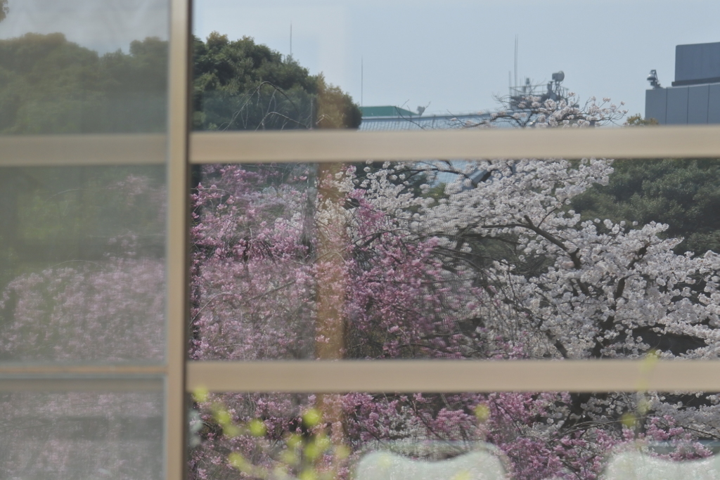 硝子に映る桜