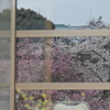 硝子に映る桜