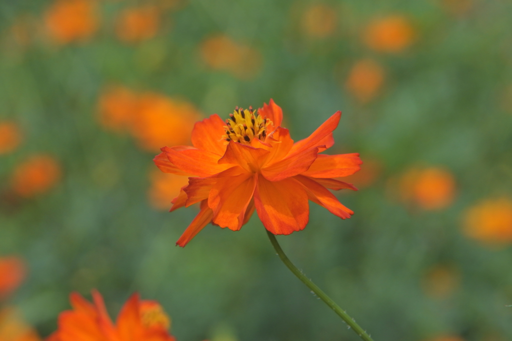 キバナコスモス