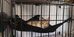 ハンモックでくつろぐ
