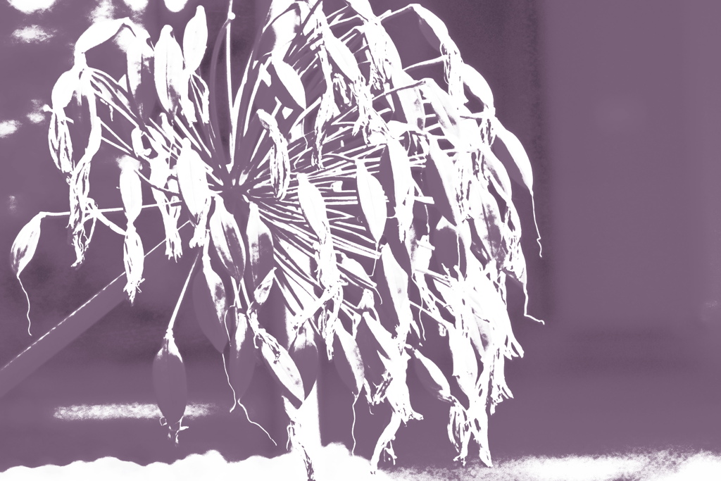 アガパンサス花火　切り絵風