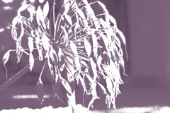 アガパンサス花火　切り絵風