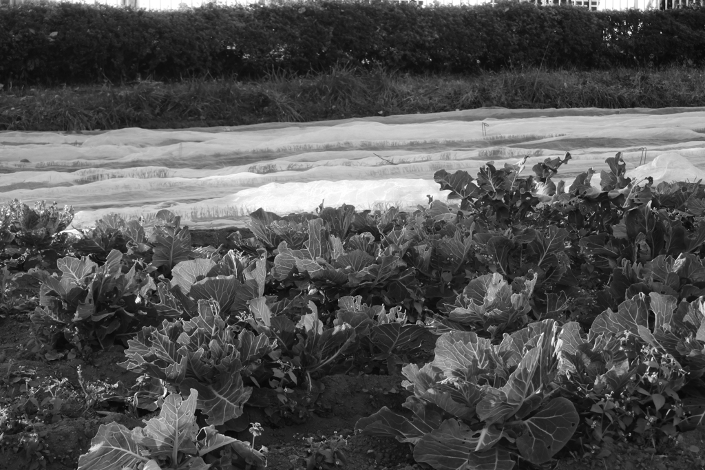 雪のキャベツ畑？