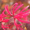 国道沿いの花2