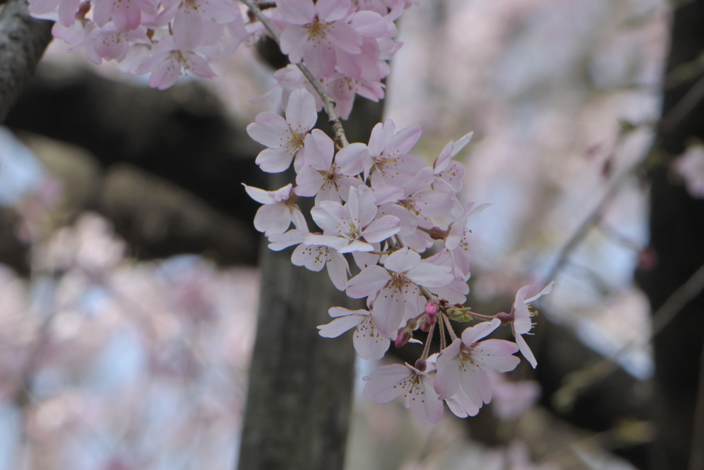 枝垂れ咲く