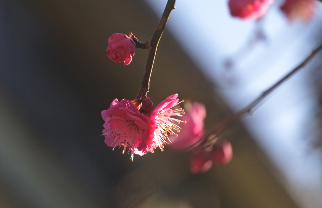 春の兆しが・・・