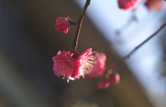 春の兆しが・・・