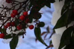 雪が解けて