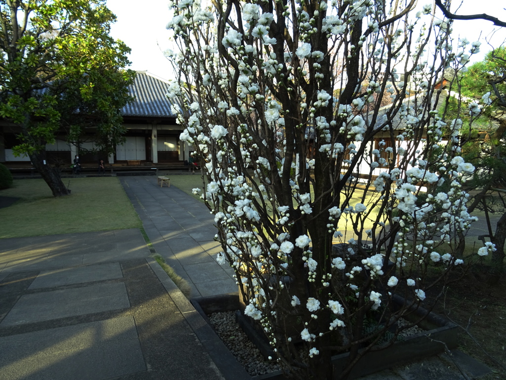 花桃の咲く寺