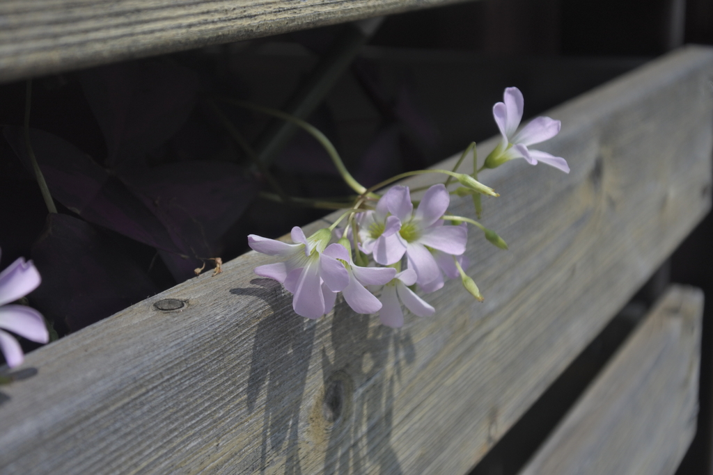 お天気になったねぇ