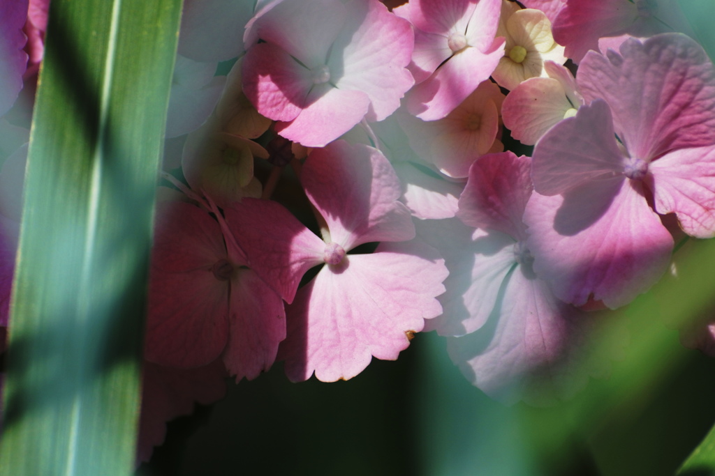 フェンス越しの紫陽花　ピンク