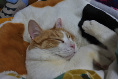 母ちゃんといるみたいだ