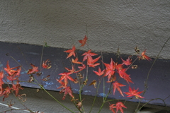 冬の紅
