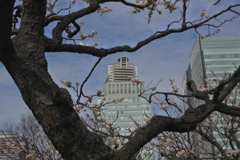 咲いてたらなぁ。