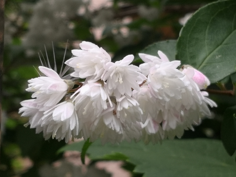 東大に咲いてた白い花