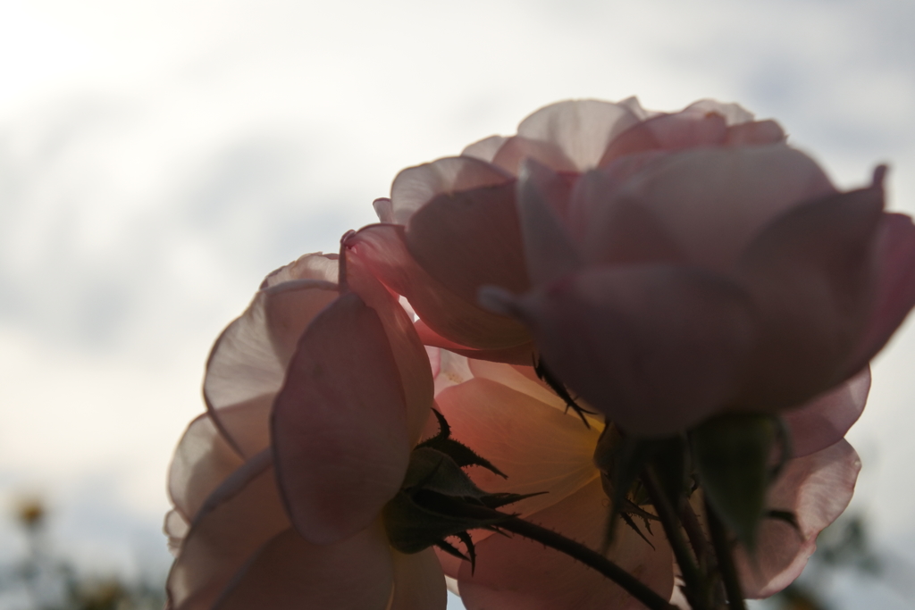 シフォンのドレス