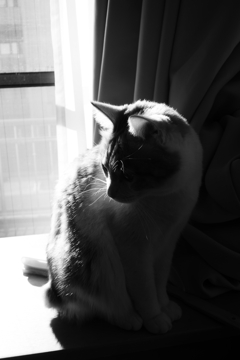 ひげと眉毛