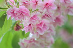 ピンクになったウコン桜