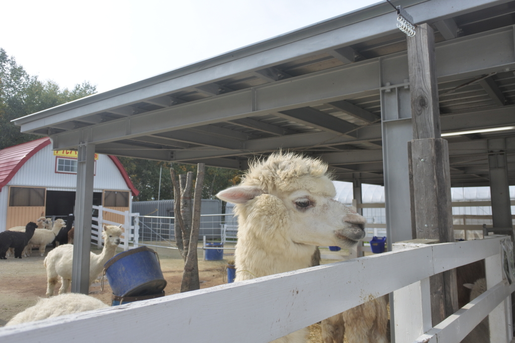 四季彩の丘～物思いに耽るアルパカ